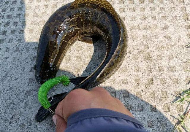 黑魚路亞怎么釣_路亞黑魚_黑魚路亞釣法教學