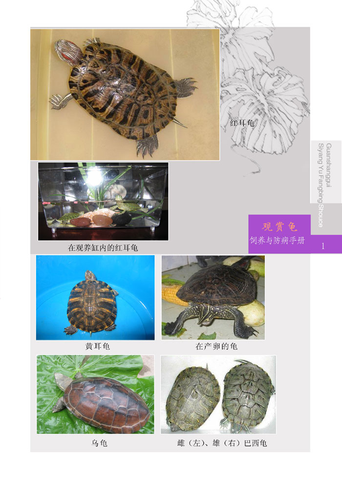 娃娃魚吃什么_娃娃魚吃什么食物家養_娃娃魚吃人嗎