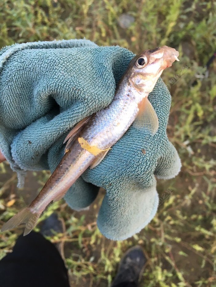 周公解夢大全：夢見沒有水的魚是什么意思？