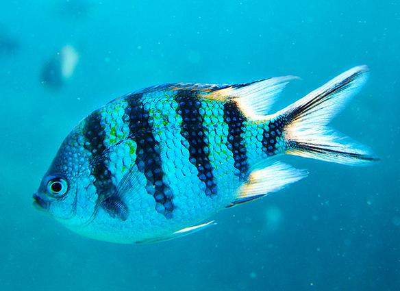 魚沒放_魚沒有腳_沒有水的魚