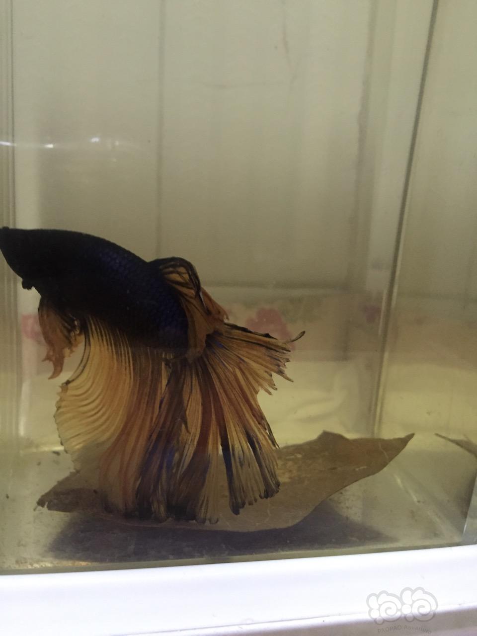 斗魚獅王和半月能繁殖嗎_獅王斗魚_泰國斗魚獅王