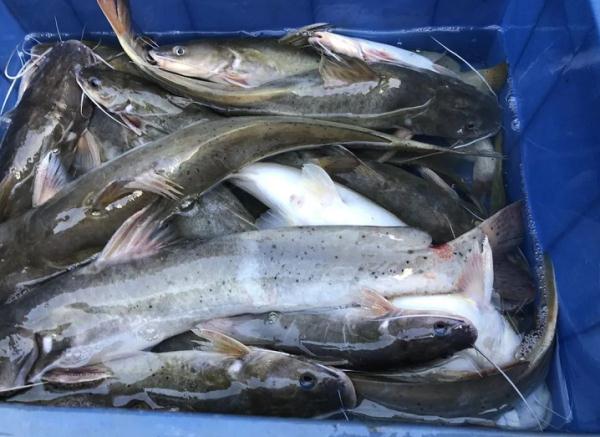 魚沒放是什么意思啊_沒有水的魚_魚沒放