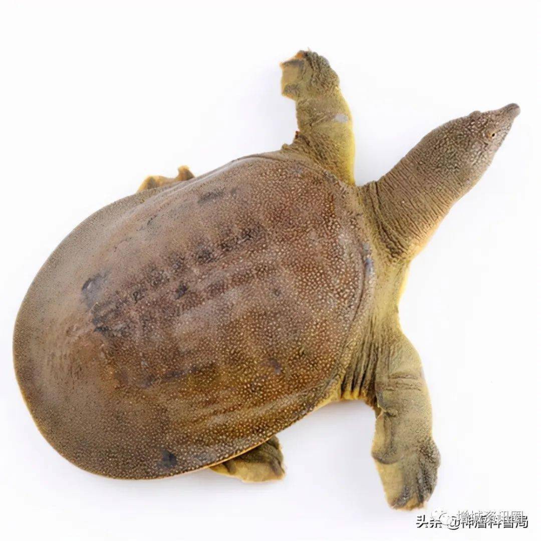 甲魚錢應什么時候結一次帳_甲魚槍打野生甲魚技巧_甲魚多少錢一斤