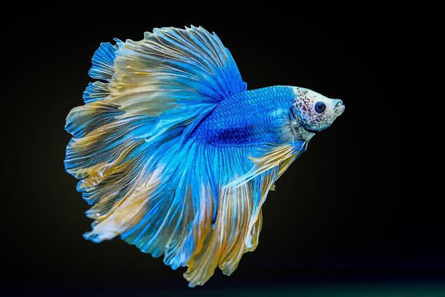 獅王斗魚 泰國斗魚溫度多少才合適：最低不能低于20°