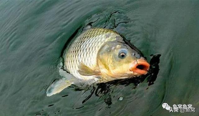 釣大魚線放長還是短_釣大魚線放長還是放短_放長線釣大魚
