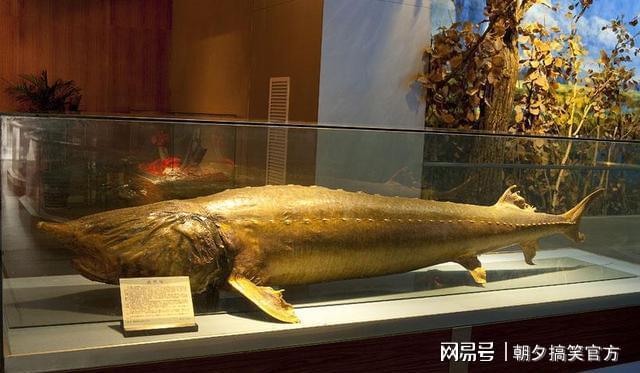 放長線釣大魚_釣大魚線放長還是放短_釣大魚線放長還是短