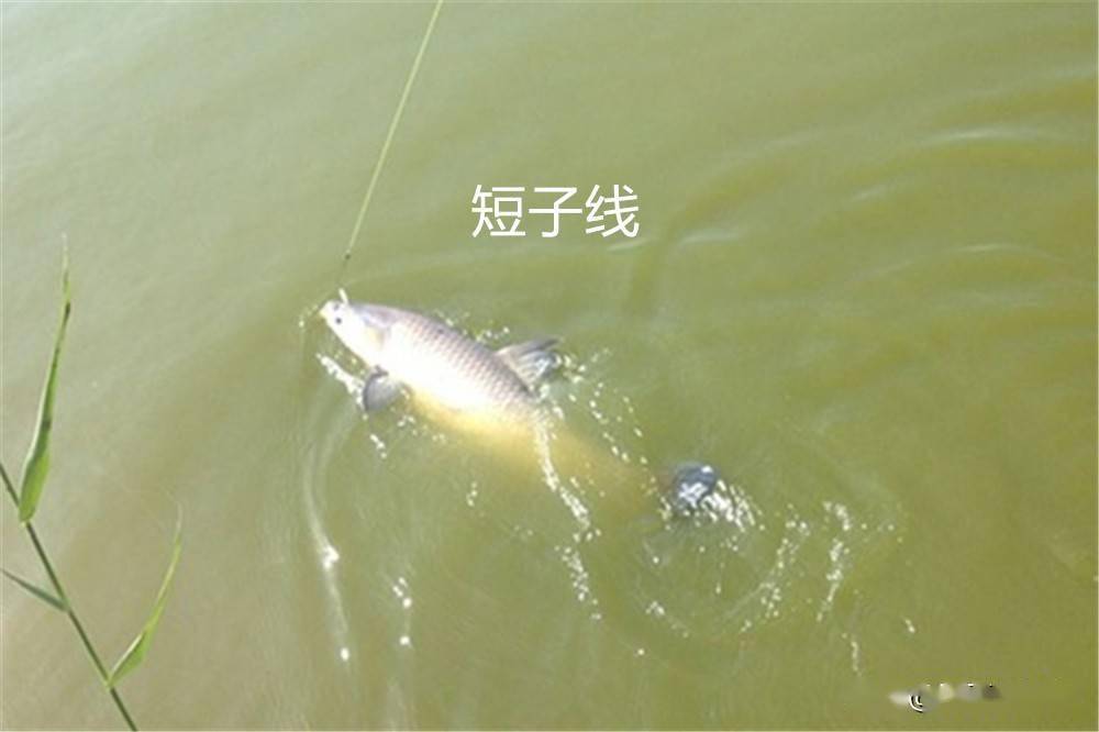 放長線釣大魚的意思、近義詞和反義詞有哪些？