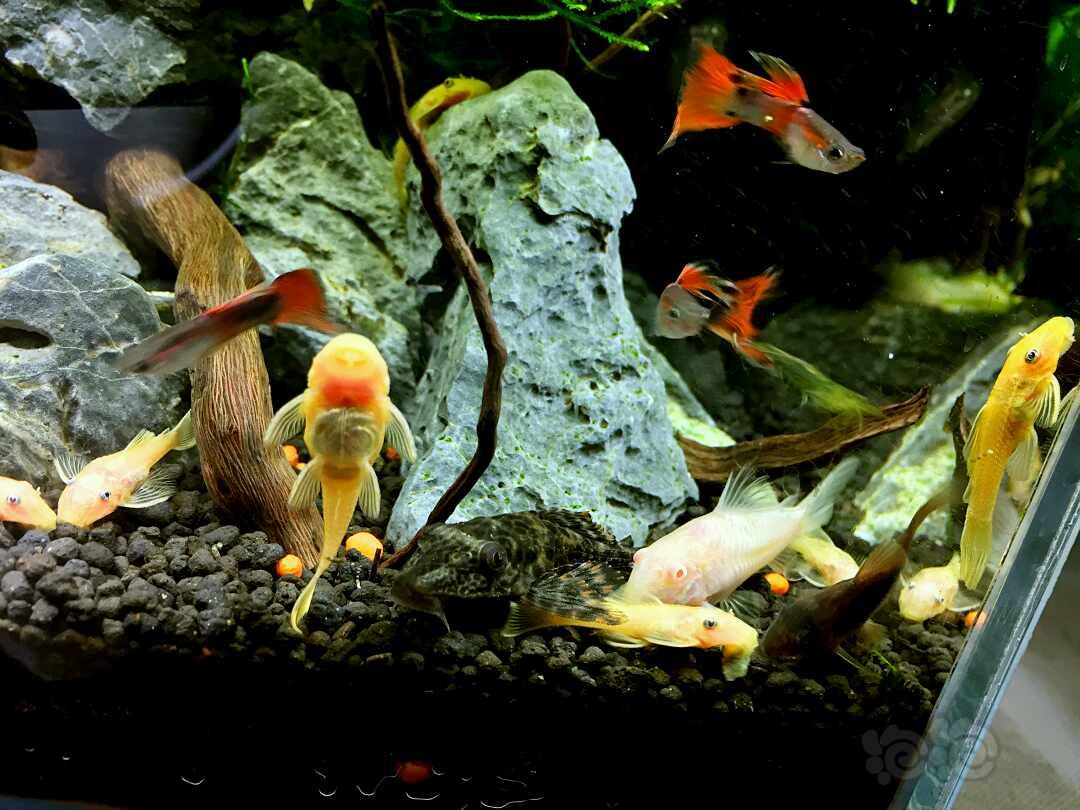 養殖方法鳳尾魚圖片_鳳尾魚養殖技術_鳳尾魚的養殖方法