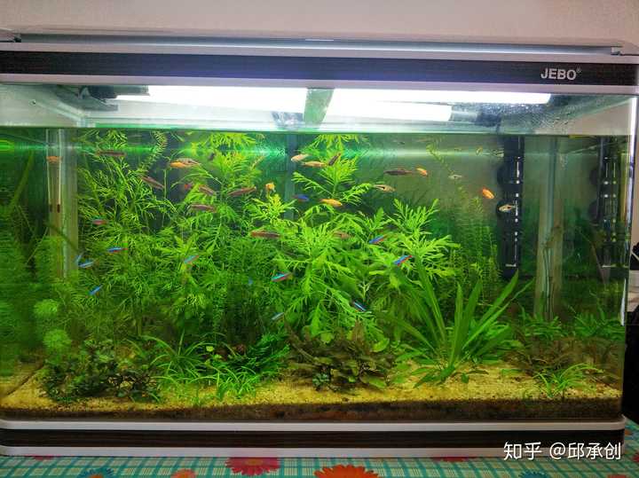 鳳尾魚的養殖方法_養殖方法鳳尾魚圖片_鳳尾魚養殖技術