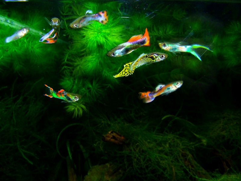 鳳尾魚的養殖方法_鳳尾魚養殖技術_養殖方法鳳尾魚圖片