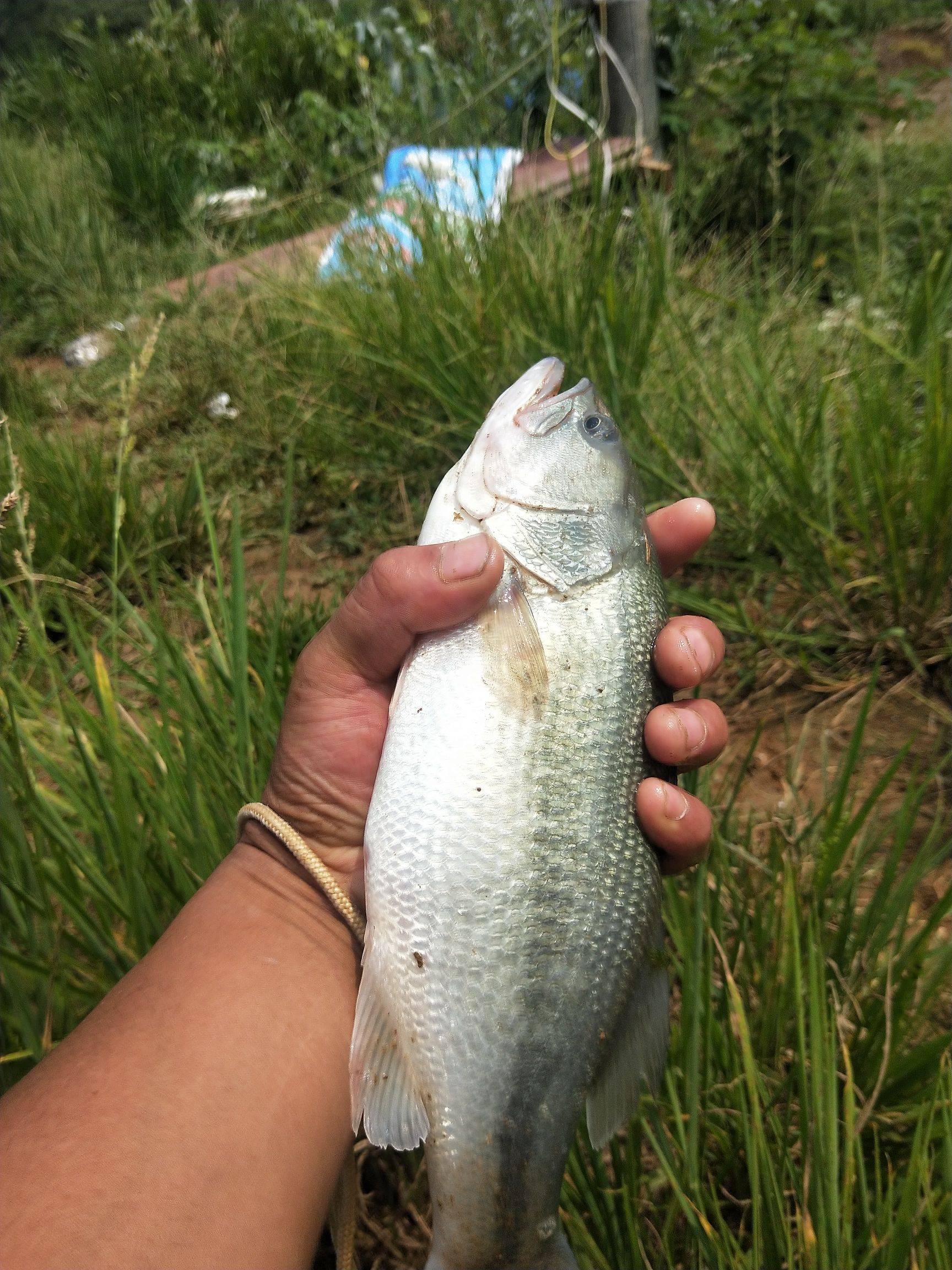 加州鱸魚 威水！南海加大鱸魚攻關破解農業芯片“卡脖子”難題