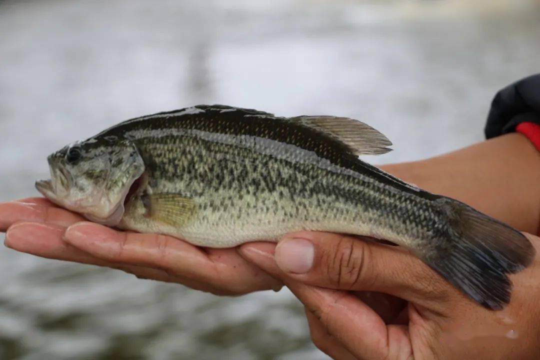 加州鱸魚怎么做好吃_加州鱸魚和鱸魚的區別_加州鱸魚