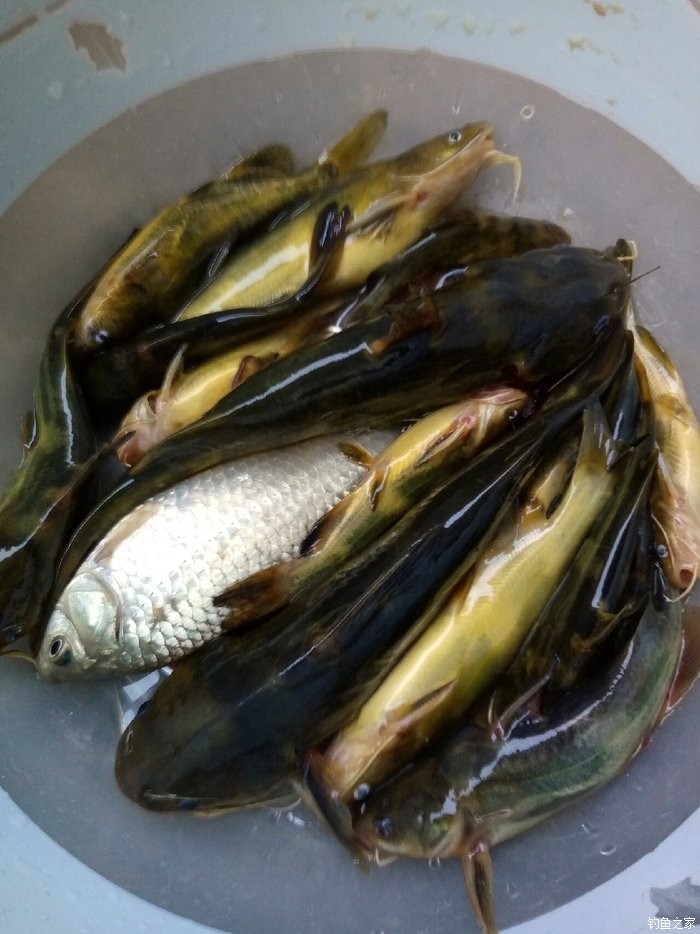 野釣黃顙魚_釣黃顙魚視頻_釣黃顙魚