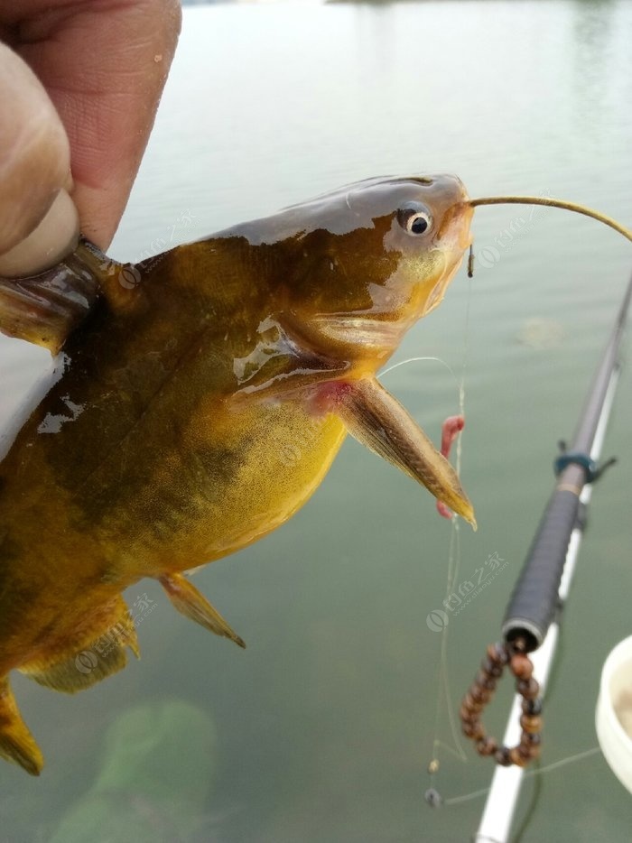 釣黃顙魚視頻_野釣黃顙魚_釣黃顙魚