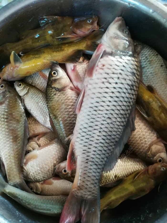 野釣黃顙魚_釣黃顙魚_釣黃顙魚視頻