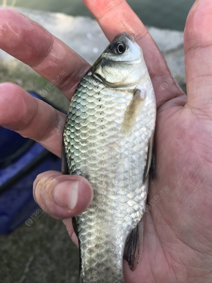 釣黃顙魚_野釣黃顙魚_黃顙釣法