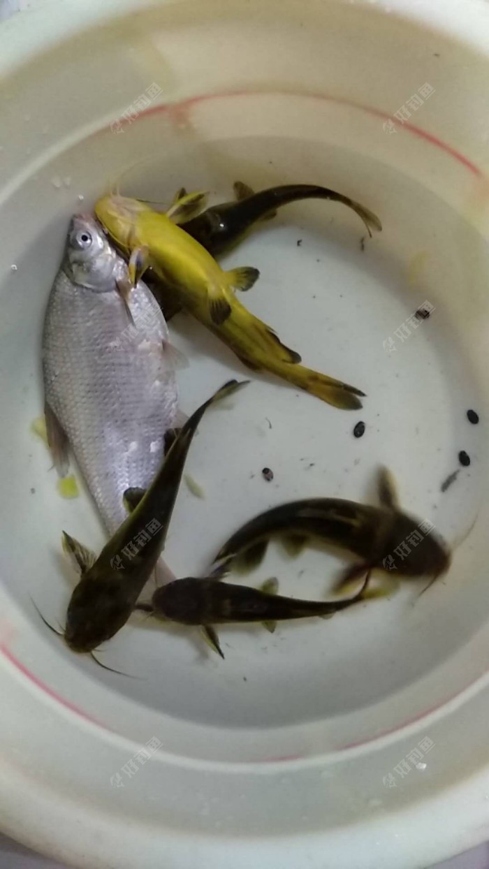 釣黃顙魚視頻_釣黃顙魚_釣黃顙魚的餌料