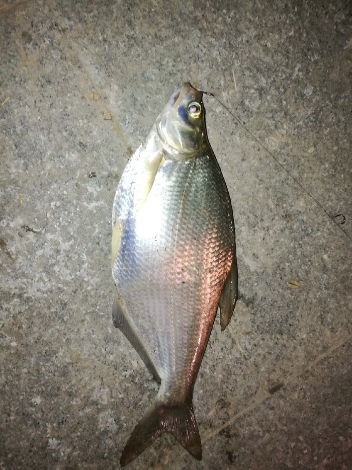 釣黃顙魚用什么餌_釣黃顙魚絕招_垂釣黃顙魚
