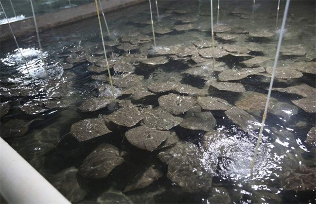 多寶魚_探魚凌波魚是什么魚_魚療的魚是什么魚
