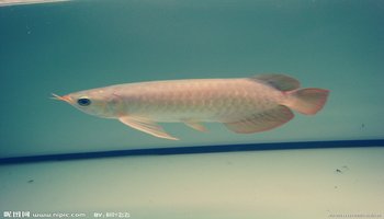 金龍魚價格_金龍魚價格多少錢一只紅龍_過背金龍魚價格