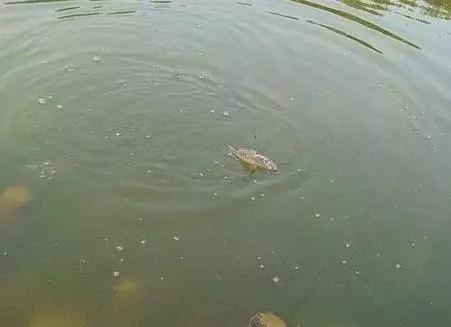 黑坑青魚水混濁怎么釣起來的相關知識，別忘了關注本站