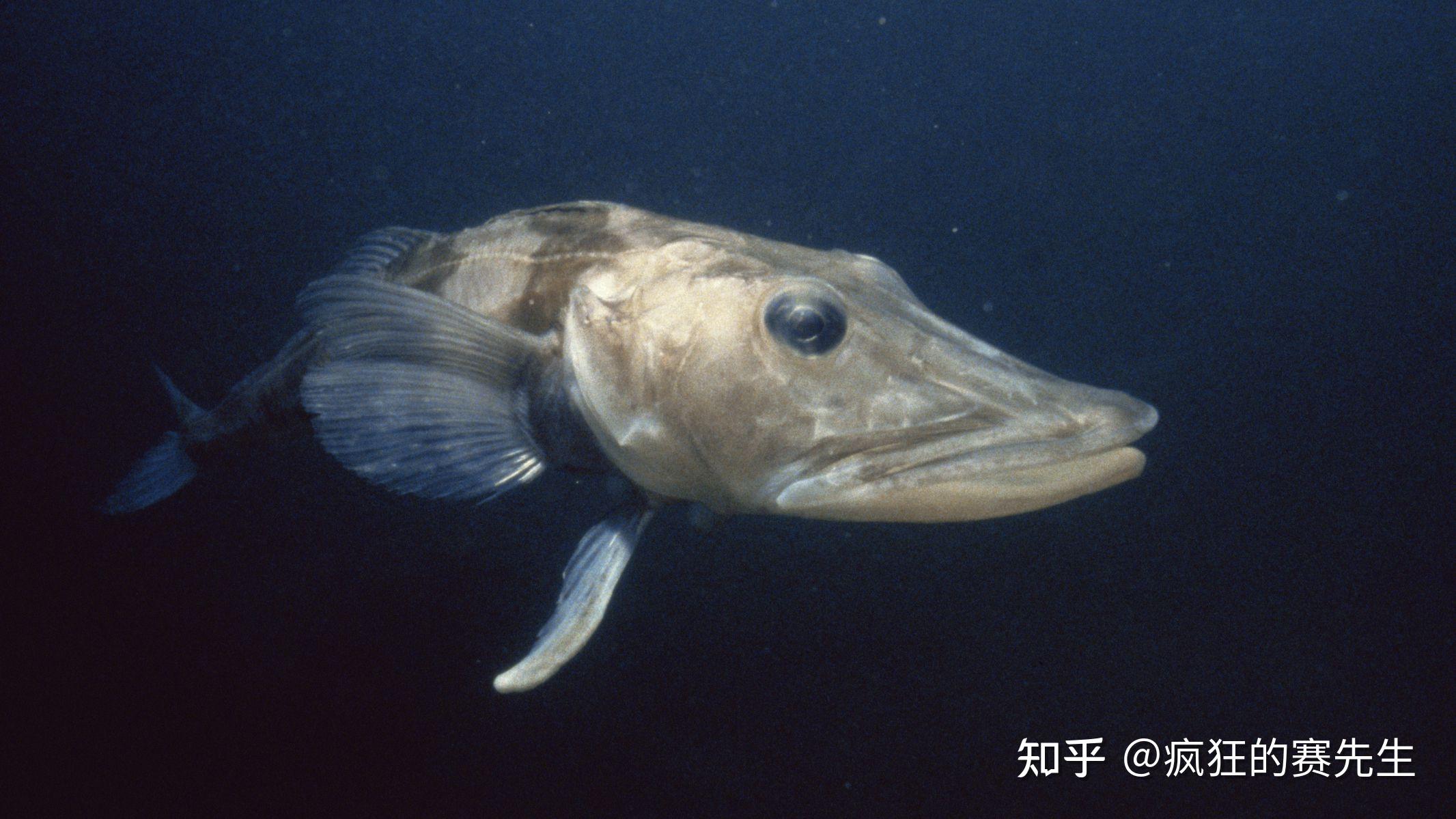 血魚是什么樣子的_血魚是海魚嗎_章魚的血是什么顏色