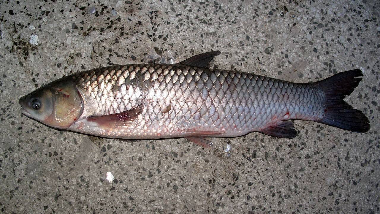 草魚的刺多不_刺草魚刺多嗎_草魚去刺視頻