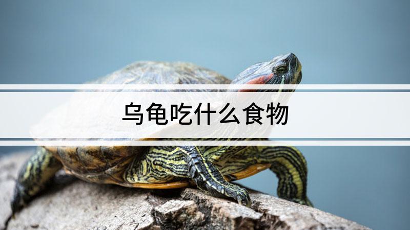 陸龜有哪幾種_陸龜種類_陸龜品類