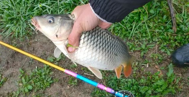 海竿冬季怎么釣鯉魚野釣_冬季怎么釣鯉魚野釣_野釣鯉魚