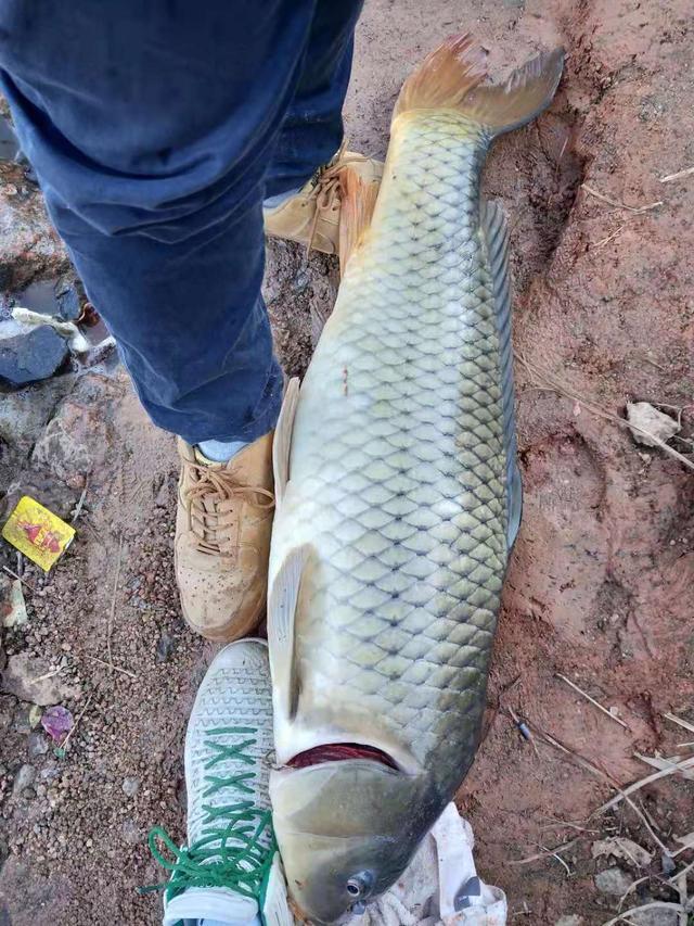 野釣鯉魚_海竿冬季怎么釣鯉魚野釣_冬季怎么釣鯉魚野釣