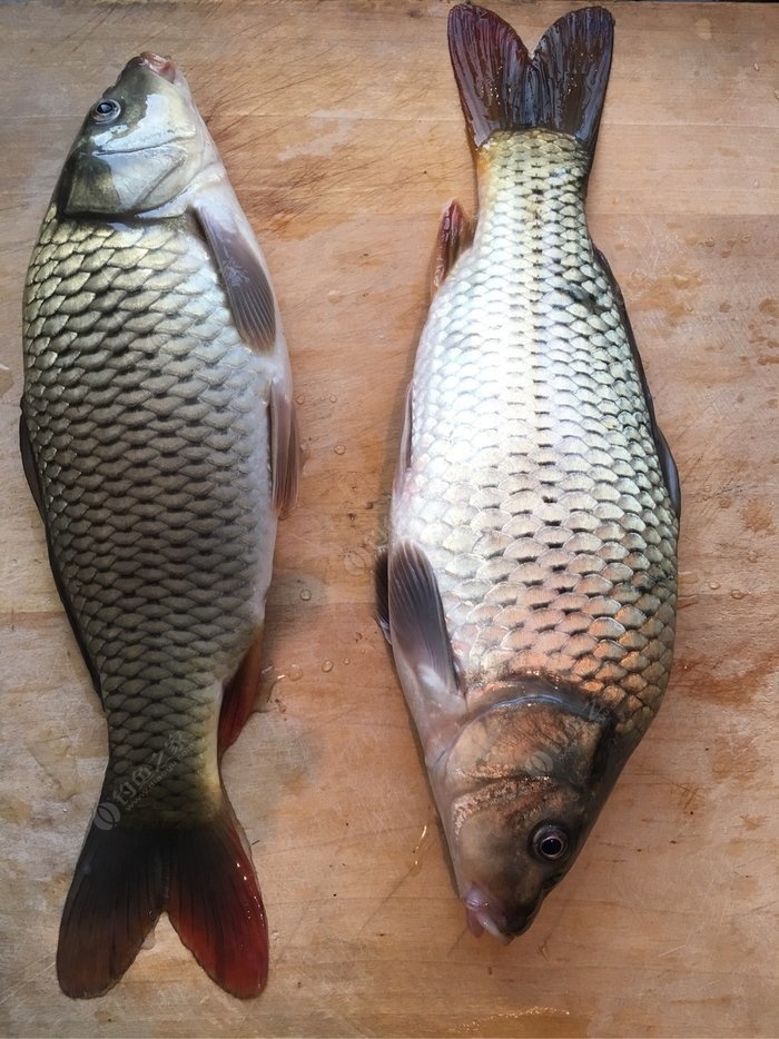 鯉魚野釣用什么餌料_野釣鯉魚_鯉魚野釣餌料配方大全