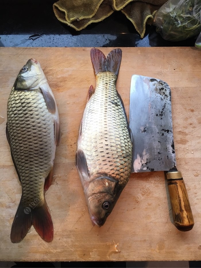野釣鯉魚_鯉魚野釣餌料配方大全_鯉魚野釣用什么餌料