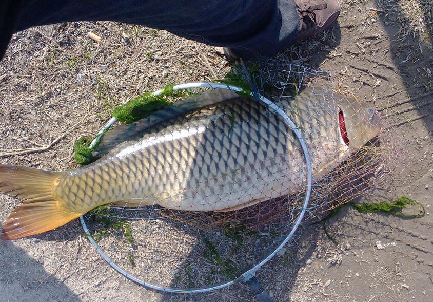 海竿冬季怎么釣鯉魚野釣_鯉魚野釣用什么餌料_野釣鯉魚