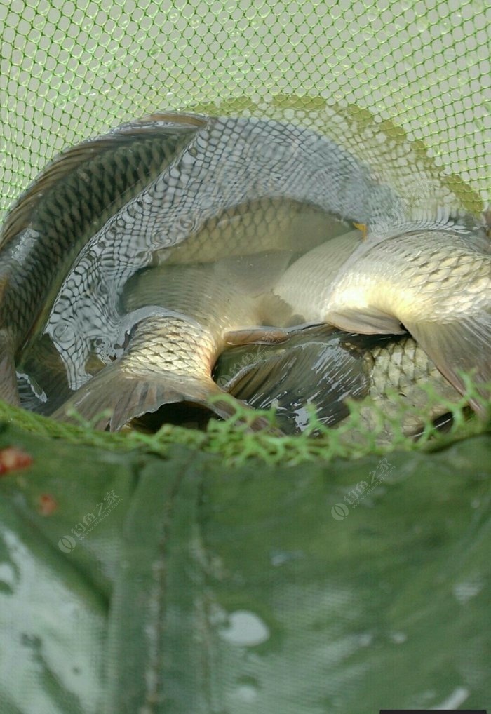 野釣鯉魚_鯉魚野釣用什么餌料_海竿冬季怎么釣鯉魚野釣