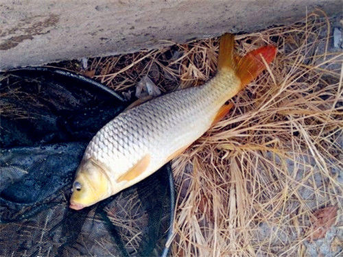 鯉魚野釣餌料配方大全_野釣鯉魚_鯉魚野釣用什么餌料