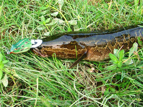 黑魚野釣技巧_ul釣黑魚_野釣黑魚