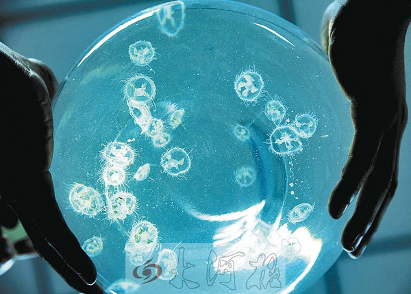 海月水母在高密度養殖過程中的應用與方法