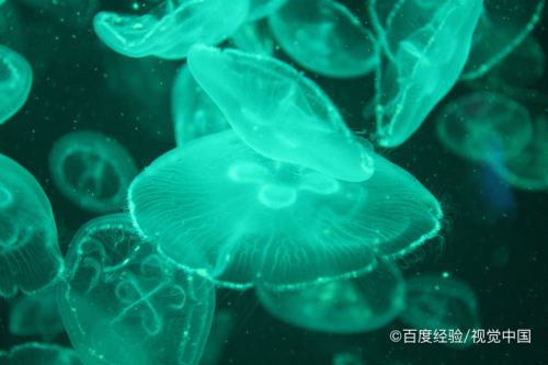 水母海月赤月區別_海月水母_水母海月正常的海月水母