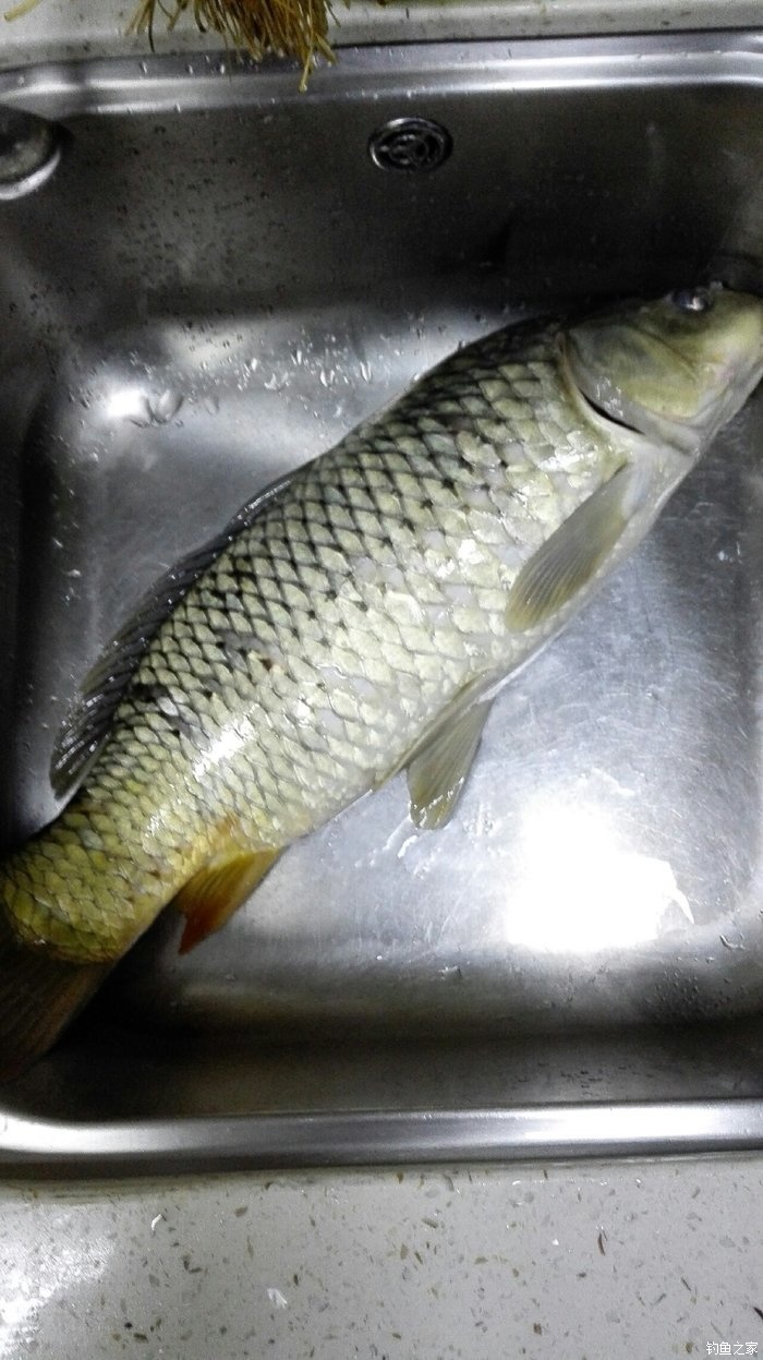 鳊魚怎么做好吃_鳊魚_鳊魚讀音