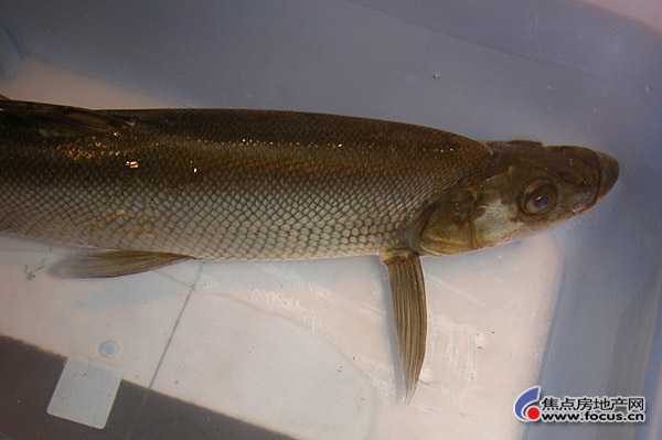 鳊魚_鳊魚讀音_鳊魚怎么做好吃