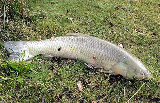 鳊魚_鳊魚怎么做好吃_鳊魚刺多嗎
