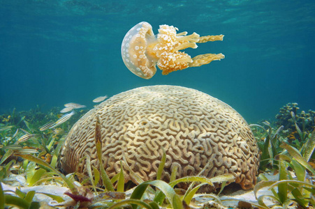 海月水母_水母海月赤月區別_水母海月圖片