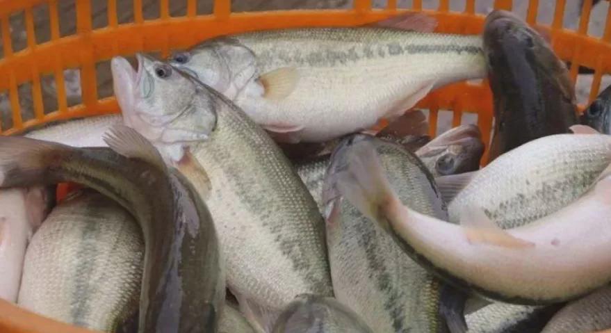 加州鱸魚飼養技術之若以鱸魚的養殖技術介紹及選擇