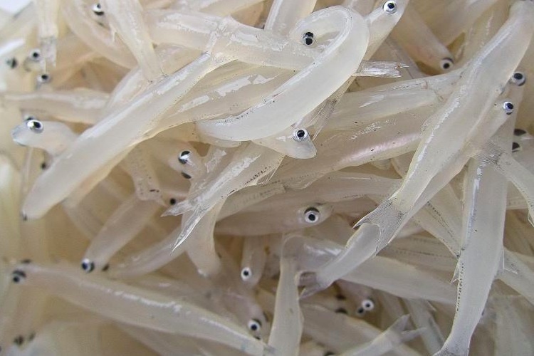 雷氏銀魚_銀魚是啥魚_雷氏銀魚