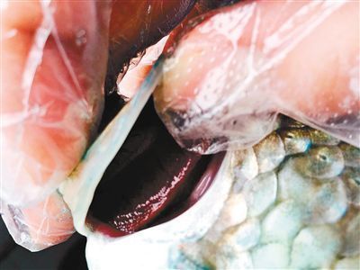 六角龍魚適合喜魚人群的喂養治療方法有哪些