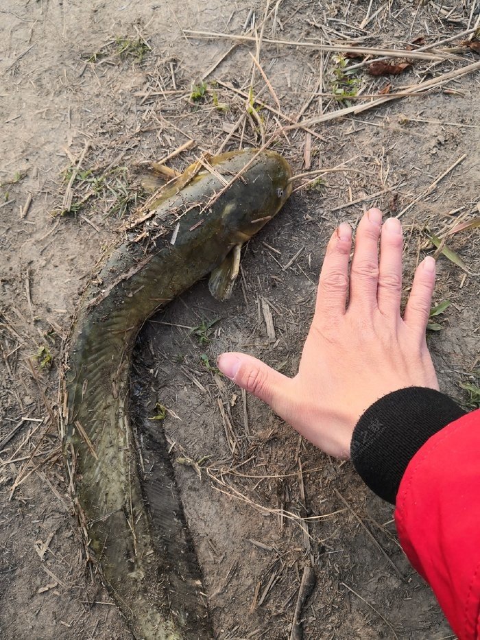 釣大鯰魚絕殺方法_釣絕殺鯰魚方法大全視頻_絕殺鯰魚餌