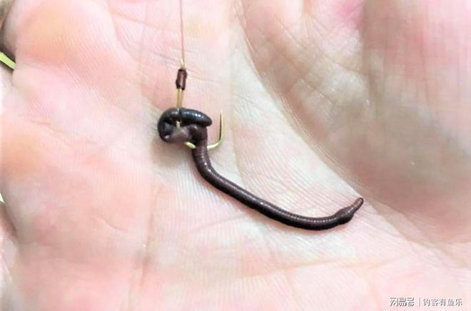 絕殺鯰魚餌_釣絕殺鯰魚方法大全視頻_釣大鯰魚絕殺方法