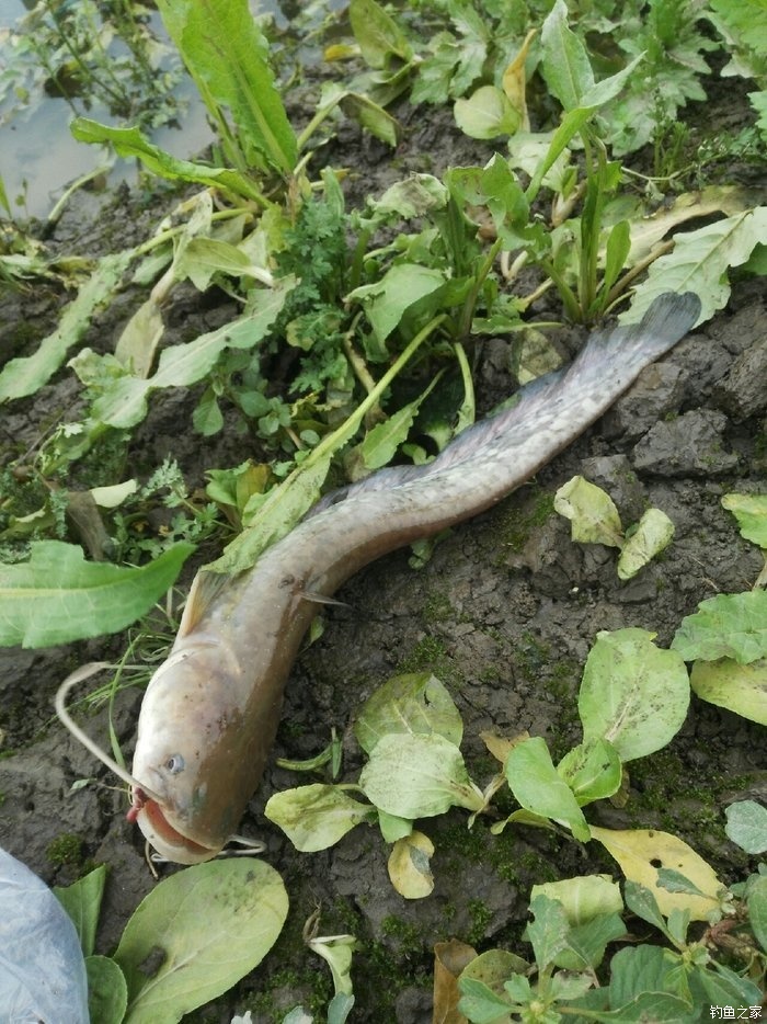 釣絕殺鯰魚方法大全視頻_絕殺鯰魚餌_釣大鯰魚絕殺方法