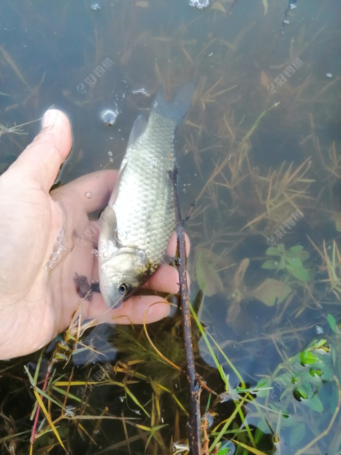 釣魚方法分別有幾種_釣魚方法作文_釣魚方法