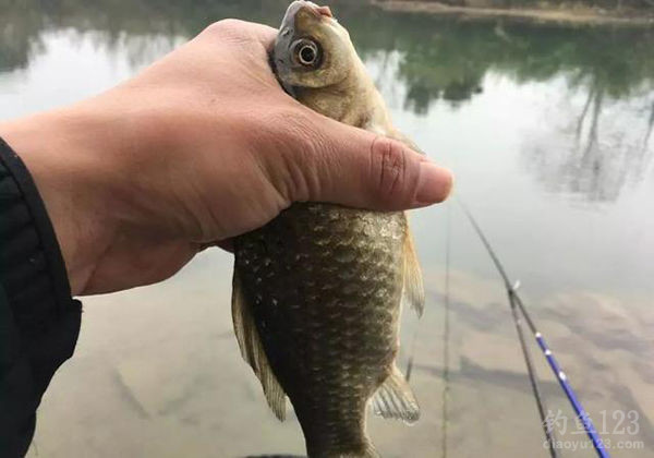 釣魚夏季用什么味型的魚餌_夏季釣魚_釣魚夏季用什么小藥